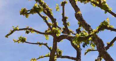 ARLES Conseil communautaire : des subventions, la sécurité et la participation citoyenne à l’ordre du jour – Objectif Gard