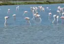 Parc naturel régional de Camargue à Arles : informations utiles