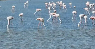 Parc naturel régional de Camargue à Arles : informations utiles