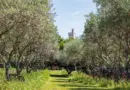 Rachida Dati veut un Musée national de la photographie à Arles