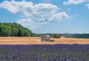 Trouvailles #3 Jardins de La Verrerie Arles 27 septembre 2025 – unidivers.fr