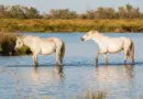Une soirée sur « le culte du taureau » au Musée de la Camargue à Arles