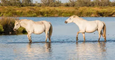 Une soirée sur « le culte du taureau » au Musée de la Camargue à Arles