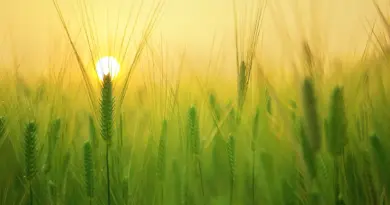 GARD Découvrez les activités et sorties incontournables à ne pas manquer ce week-end !