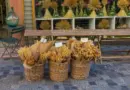 Fête des Plantes et de la Nature à Arles ce dimanche 13 avril – 13/04/2025 – Arles – frequence-sud.fr