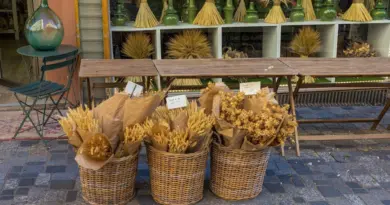 Fête des Plantes et de la Nature à Arles ce dimanche 13 avril – 13/04/2025 – Arles – frequence-sud.fr