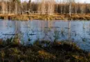 La Fête des plantes : en vert et avec tous