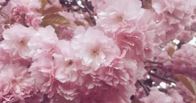 À Arles, pépiniéristes et horticulteurs attendent les visiteurs à la Fête des plantes et de la nature 2025